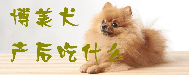 博美犬產(chǎn)后吃什么